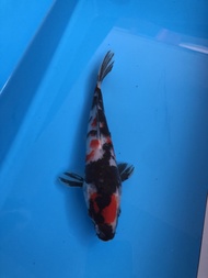 IKAN KOI IMPORT martien