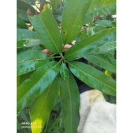 Daun pelam harum manis 30sen/pc