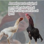 telur ayam Bangkok jenis aseel parot