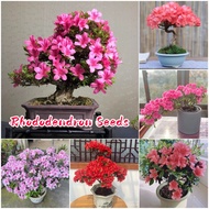 [100% Original] Rare Rhododendron Plant Seeds Flower Seeds for Gardening (50 Seed) Mixed Color Azale