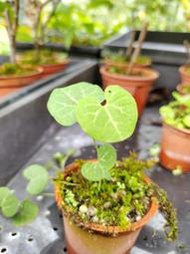 流蘇馬兜鈴Aristolochia fimbriata 小苗