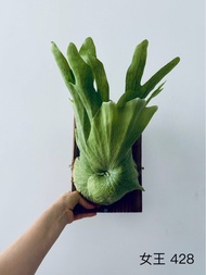 女王 鹿角蕨