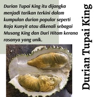 (Real Plant) Anak Pokok Tupai King  cpt berbuah hybrid top quality Pokok durian