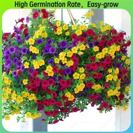 100seeds/pack Morning glory Mixed-colors Petunia Seeds petunia flower seeds Mixed Colors Morning