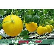 Queen Golden Melon Seeds