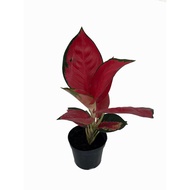 TIDECO - Aglaonema Eastern Red / Super White P90 东方红/白 (Real Live Plant / Pokok Hidup)