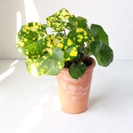 星點山菊 l 植栽 盆栽 (中盆) 室內植物 辦公室盆栽  開幕盆栽