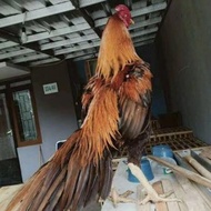 Jaminan Asli Telur Fresh Ayam Bangkok Ekor Lidi Import Bergaransi