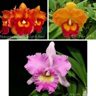 Anggrek Cattleya Dewasa