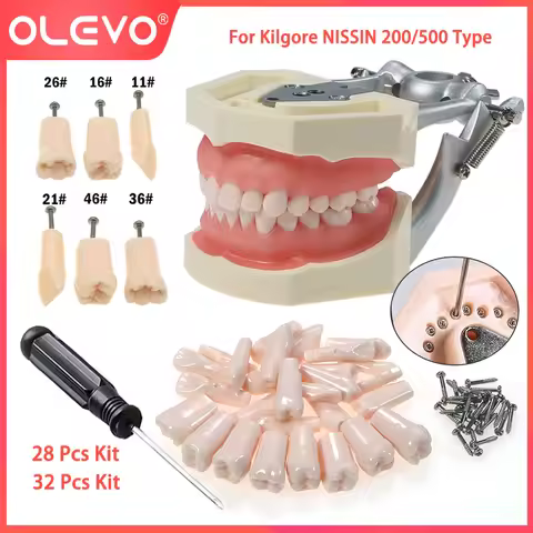 OLEVO Typodont Dental Replacement Screw-in Teeth Teaching Model Removeable Fit Kilgore NISSIN 200/50