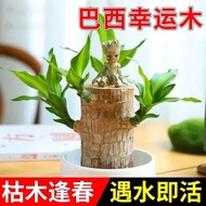 唐扣巴西木树人开花水培养幸运木室内好养懒人花卉迷你绿植盆栽 【单独1颗巴西木】