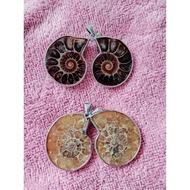 Natural Ammonite Fossils Pendant Necklace + freegift
