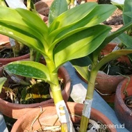 Anggrek Dendrobium Rambo - Tanaman Hias Hidup - Bunga hidup - Bunga