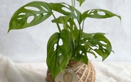 【瓔珞莊園 - PD46 窗孔龜背芋小苔球】自然系植栽，辦公室療癒小物