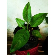 ✷Aglaonema Varieties.