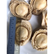 Chilean big abalone 5pcs/can Chilean 5 big abalone (New Product)
