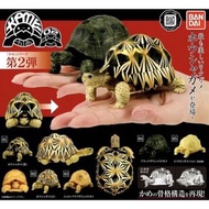全新 海洋堂 陸龜 扭蛋 02 每款 $15