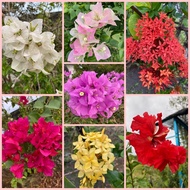 Various Stem Cutting Sticks Of Bougainvillea Tree/ BOUGENVILLE Paper Flower Tree/RUBIA Tree Of Flower Tree