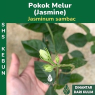 Pokok Bunga Melur/ Jasmine Flower Jasmine Kampung Wangi /Jasminum Sambac Live Flower Plant Tumbuhan 