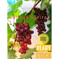 Anggur Jupiter_Anak Pokok Jupiter _ Hitam Merah_Anggur Malaysia_Ready Anggur Merah Seedless grape Jupiter Plant