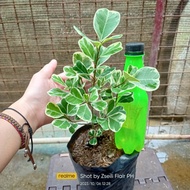 𝐒𝐀𝐋𝐄✳️Ficus Triangularis Variegata [Small]• ESTABLISHED • Live plants