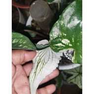 Caladium white Thai Beauty, keladi Thai putih