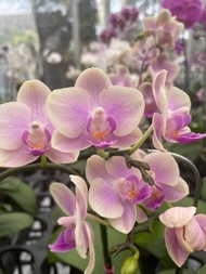 ( BISA BAYAR DI TEMPAT ) ANGGREK BULAN BUNGA CANTIK BERMACAM WARNA