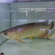 Ikan Hias Arwana Golden Red 40cm