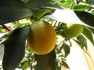 bibit biji benih tanaman buah Jeruk Lemon Cui KBVB13