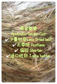 Australia Golden Oat Hay 500g (Double Compression)黄金燕麦草