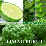 GNC - Limau Purut Anak Pokok Buah (Pokok Kahwin Cepat Berbuah) Tomyam (Pokok Matang) Grafted Kaffir 