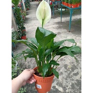 SPATHIPHYLLUM WALLISII /白掌/ INDOOR PLANT/ PEACE LILY/ LIVE PLANT/ REAL PLANT/ POT PLANT/ DECORATIVE 