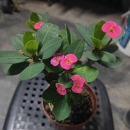 Pokok Mahkota Duri..