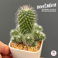 แมมคริสต์มาส Mammillaria Spinosissima แคคตัส กระบองเพชร cactus&amp;succulent