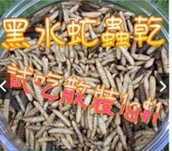 ［水族最便宜］黑水虻 蟲乾 觀賞魚飼料 龍魚飼料、烏龜飼料、錦鯉、血鸚鵡、大型魚、鸚鵡、密袋鼯、爬蟲、寵物鼠等皆可食用