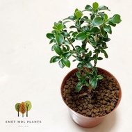 Bibit bahan bonsai bunga seribu bintang Tanaman hias bvunga seribu bintang Tanaman hidup seribu bint