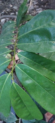 Guyabano Fresh Leaves