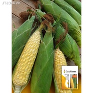 [readystock]❀CROP POWER Benih Jagung Manis /Sweetcorn Seeds / 甜玉米种子 – (SS932) 100 gram