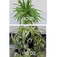 吊兰Live plant Anak Pokok Spider Plant / Curly Spider plant (Chlorophytum laxum / comosum) SPIDER PLAN