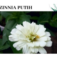 Snow White Cut Flower Zinnia  Putih Salji