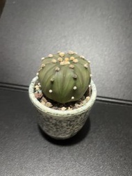 碧琉璃兜 連盆  高4cm 直徑5cm 仙人掌科 星球屬 星兜 無刺仙人掌