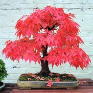 20pcs/ bag bonsai blue maple tree seeds Bonsai tree seeds. rare japanese sky blue maple seed