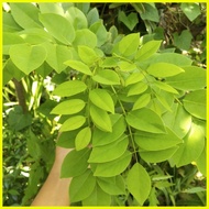 ♙ ♆ ∏ MADRE DE CACAO LEAVES FOR SALE
