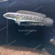 ikan chana asiatica rsws 20cm