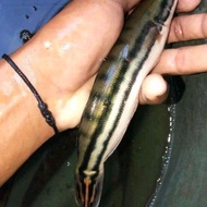ikan toman hias size 15-20cm