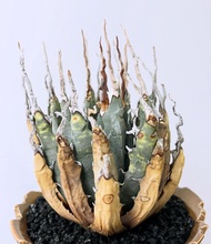 曲刺妖炎｜Agave utahensis var. eborispina ｜———｜塊根植物｜象牙宮｜龜甲龍｜曲刺妖炎｜橄欖｜象足漆樹｜多肉植物｜龍舌蘭｜嚴龍｜