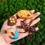 BAEUARD Growth Cycle Model Kids Toy For Kid Teaching Material Insect Animals Chicken Spider Life Cyc