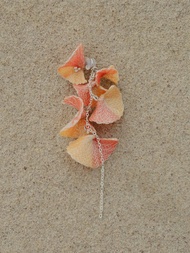 Six star耳環/漸層款 樹脂 耳夾 夾式耳環 花 925銀 婚禮飾品