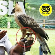 Angklet Celepuk XXL Tali Pikat Anklet Tali Kaki Burung Hantu Elang DM CHE JHE BUBO WBSE IBE Tali Pen