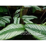 Seeds 【COD】10pcs Rare Calathea Seeds Air Freshening Plants Seeds #SW30 Parsley